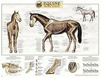 Amazon.com: Equine Anatomy Chart: Industrial & Scientific dog withers diagram 