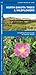 North Dakota Trees & Wildflowers: A Folding Pocket Guide to Familiar Plants (Wildlife and Nature Identification)