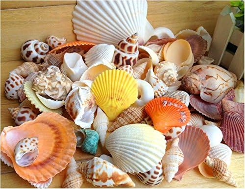 Jaggerpet 12 Pcs Sea Shells Various Mixed Nature Beach Seashells Random Style