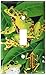 Art Plates - Frogs Switch Plate - Single Toggle