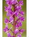Photographic Prints of Early Purple Orchid - in flower from Ardea Wildlife Pets