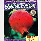 2015年果樹苗・新苗 ☆大実ザクロ　ワンダフル 6号(18cm)ポット
