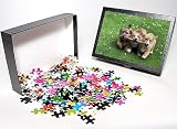 Photo Jigsaw Puzzle of dog-corgi (pembroke), norfolk terrier from Animal Photography