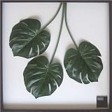 F-style リーフパネル・725x725x30mm Monstera deliciosa