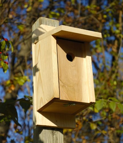 Eastern Bluebird and Swallow Solid Cypress