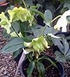 Helleborus One Gallon Plant