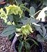 Helleborus One Gallon Plant