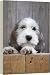 Dog - Petit Basset Griffon Vendeen puppy - 4 months old looking over fence - 20 Inch Canvas Print (51 cm) by Ardea