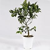 国華園 実つきスダチ 接木3年生 【限定５０株】