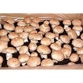 Steinchampi braun Pilzzucht 10 kg Fertigkultur Pilzbrut