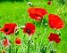 Buddy Poppies Photograph Poster Giclee Memorial Day Flowers 24x30