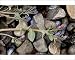 Photographic Prints of Oyster plant growing on strandline from Ardea Wildlife Pets