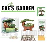 51w2TUfOQEL. SL160  Eves Garden Gifts Bonsai Babyland   Miniature Elm Kit. Grow Bonsai Trees from seed with this exclusive and unique Bonsai Babyland planter.