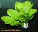 1 lose Echinodorus Tropica, kleine Schwertpflanze