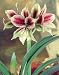 Amaryllis