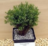 Teddy Eastern Arborvitae True Bonsai - Thuja - SALE*
