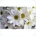 Chrysanthemums