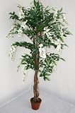 7 Feet Wisteria Cream  Real Wood Stems and Lifelike Leaves Replica Plant - (by Homescapes) - Instant Green Interiors  FREE DELIVERY in most UK areas
