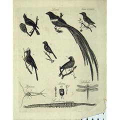 Enzyklop�die Britannica-Natur-Vogel-Insekten-Tiere