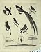 Encyclopaedia Britannica Nature Birds Insects Animals