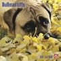 Bullmastiffs 2010 Square Wall (Multilingual Edition)