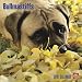 Bullmastiffs 2010 Square Wall (Multilingual Edition)