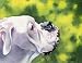 "White Boxer" Dog Art Print Signed by Artist DJ Rogers