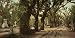 Bonaventure Cemetery, Savannah, Georgia, ca. 1901 - Exceptional Print of a Vintage Photochrom Image from the Library of Congress Collection