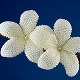 Plumeria flower hair stick - pearly pale ivory - two handmade beaded flowers