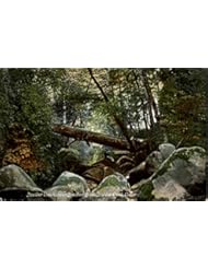 Entertainment Memorabilia: Boulder Creek, Bracken Brae Boulder Creek, California Original Vintage Postcard - M. Rieder Publisher