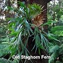 Staghorn Fern 4 Inch Hanging Basket