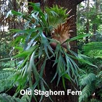 Staghorn Fern 4 Inch Hanging Basket