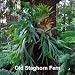 Staghorn Fern 4