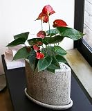 【いい庭／観葉植物】アンスリューム・シエラ ※アンシアンオーバルｓ