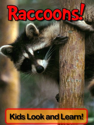 Raccoons! Learn About Raccoons and Enjoy Colorful Pictures - Look and Learn! (50+ Photos of Raccoons)