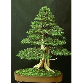 Temple Juniper Bonsai 10 Seeds