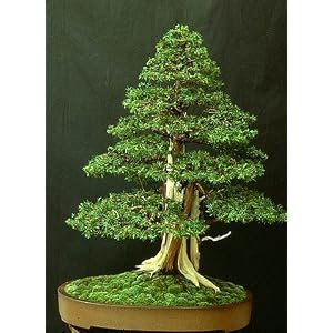 Temple Juniper Bonsai 10 Seeds