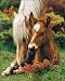 (16x20) Mare and Foal (Brown Horses) Art Poster Print