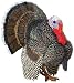 Male Turkey
