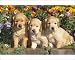Photographic Prints of Golden Retriever DOG - puppies in flower bed from Ardea Wildlife Pets