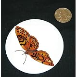 3 button pin printed with butterfly, insect, western, steep, fritillary by Shop Zeus