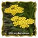 1 Oz Gold Yarrow (Achillea filipendulina) Bulk Wildflower Seeds