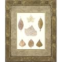 Leaf Study A Wall Art - 16x20"