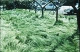 日光種苗 ナギナタガヤ 種子