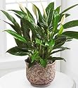 Sympathy Flowers - The FTD Serene Peace Plant