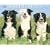 Just Border Collies 2009 Calendar
