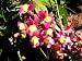 Toadflax / Spurred Snapdragon Seeds - Linaria maroccana - 5,000 Seeds + *FREE SEEDS*