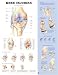 Knee Injuries Anatomical Chart