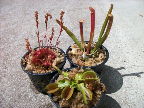 3 Different Carnivorous Plants