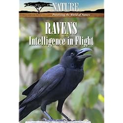 Nature: Ravens